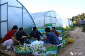 娱乐坊吃瓜一线,吃瓜一线，揭秘娱乐圈幕后风云